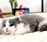 ブリティッシュロングヘア【静岡県・女の子・2025年4月29日・ブルー&ホワイト】の写真2