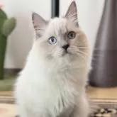 ブリティッシュロングヘア【静岡県・男の子・2024年10月11日・ブルーポイント】の写真3