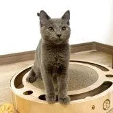 シャルトリュー【静岡県・男の子・2025年8月10日・ブルー】の写真3