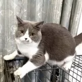 ブリティッシュショートヘア【静岡県・男の子・2024年9月16日・ブルー&ホワイト】の写真3