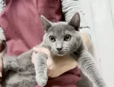 シャルトリュー【静岡県・男の子・2024年7月10日・ブルー】の写真3