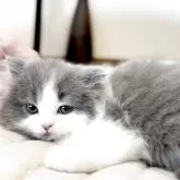 ブリティッシュロングヘア【静岡県・女の子・2025年4月29日・ブルー&ホワイト】の写真4