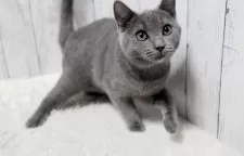 シャルトリュー【静岡県・男の子・2024年7月10日・ブルー】の写真5