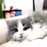 ブリティッシュロングヘア【静岡県・女の子・2025年4月29日・ブルー&ホワイト】の写真5