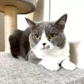 ブリティッシュショートヘア【静岡県・男の子・2024年9月16日・ブルー&ホワイト】の写真5