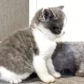 ブリティッシュショートヘア【静岡県・女の子・2025年9月26日・ブルー】の写真6