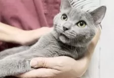 シャルトリュー【静岡県・男の子・2024年7月10日・ブルー】の写真7