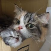 マンチカン【・女の子・2020年6月13日・トービー&ホワイト】