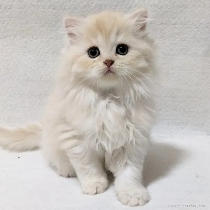 ID：2310-02657の子猫
