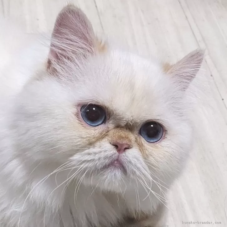 ID:2404-01774の子猫
