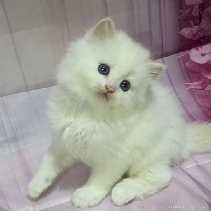 ミヌエット(長足)【埼玉県・男の子・2024年7月14日・クリームポイント】の写真1