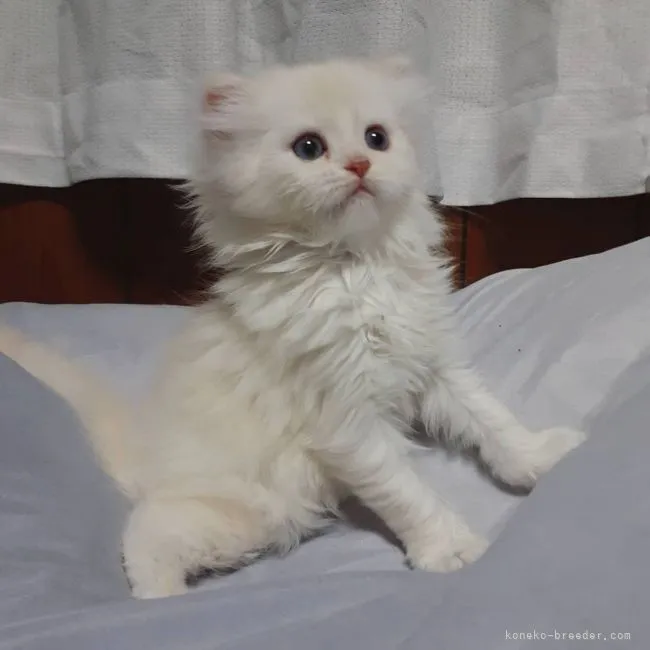 ID：2112-01684の子猫