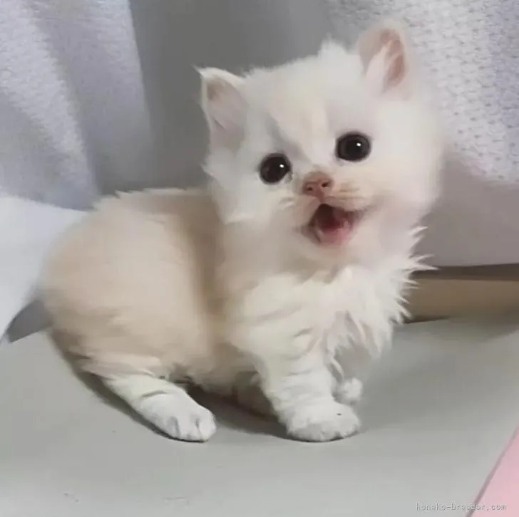 ID：2206-01592の子猫