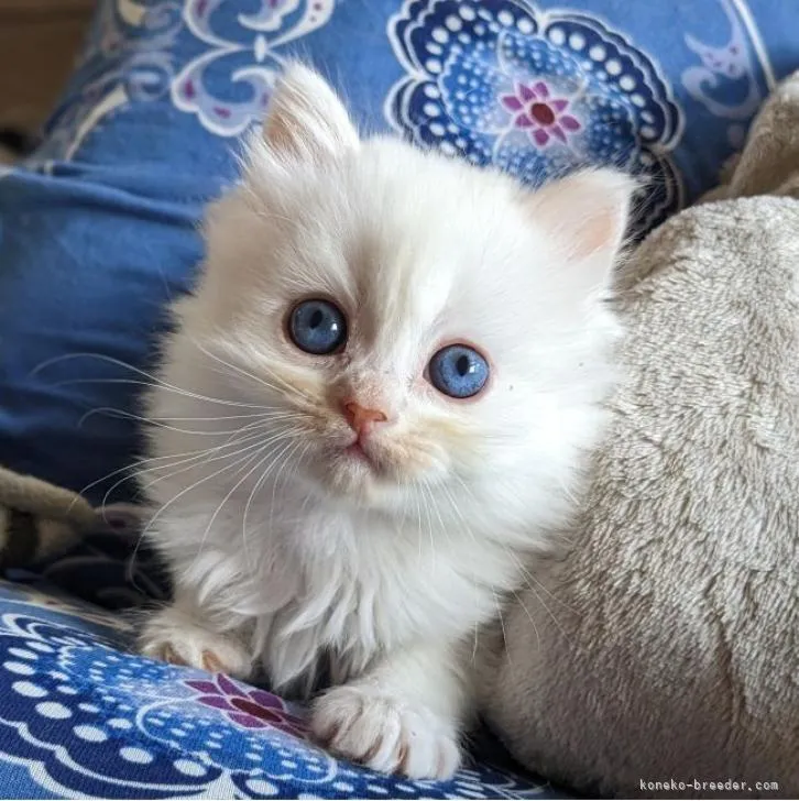 ID:2301-00644の子猫