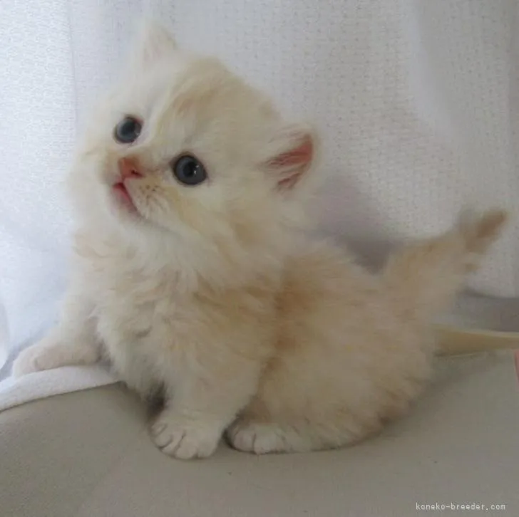 ID:2206-01335の子猫