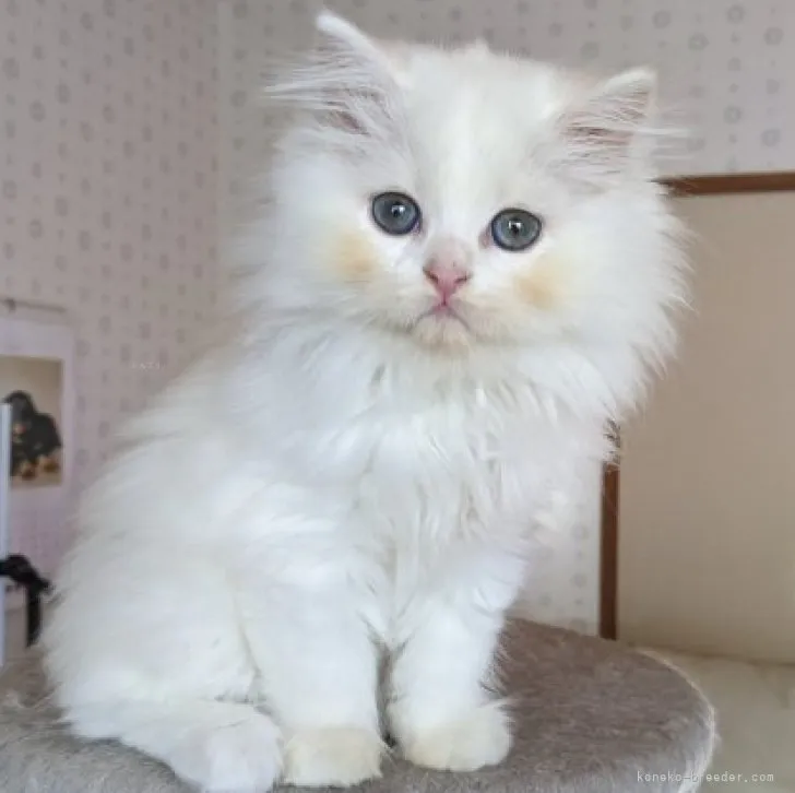 ID：2310-02656の子猫