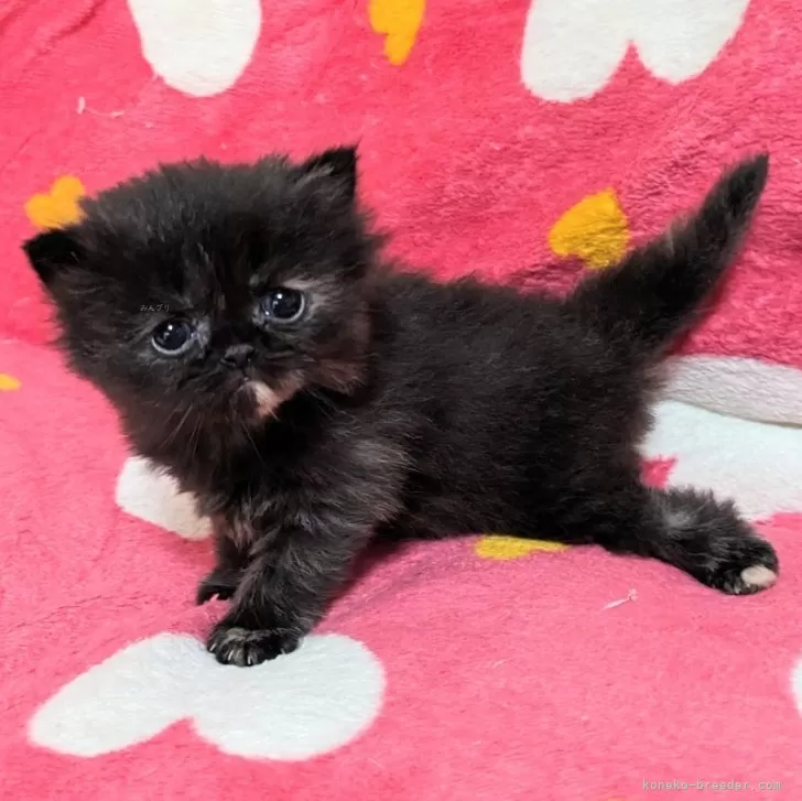 ID：2408-02851の子猫