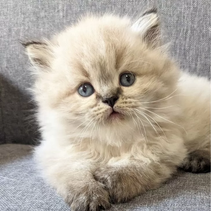 ID:2411-00841の子猫