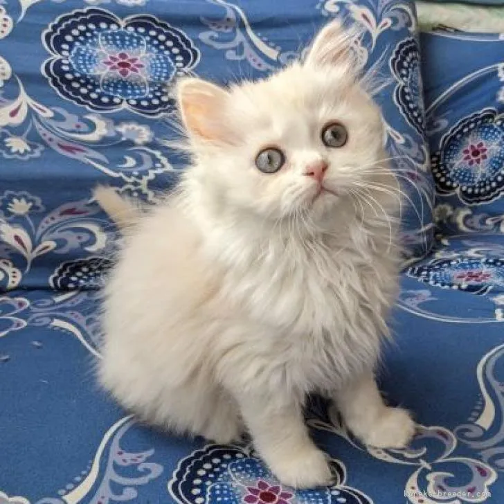 ID：2301-00649の子猫