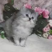 ミヌエット【埼玉県・女の子・2021年8月14日・シルバートービー(シルバーパッチドタビー)】の写真1「弟妹一のモコモコちゃんです」