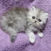 ミヌエット【埼玉県・女の子・2022年4月6日・ブラックシルバーシェイデットトービー】の写真1「撮影 5月19日」