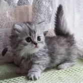 ミヌエット(短足)【埼玉県・女の子・2022年8月8日・ブラックシルバートービー/パッチドタビー】の写真1「9月16日」