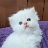 ミヌエット(長足)【埼玉県・男の子・2024年7月14日・レッドポイント】の写真1