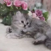 ミヌエット【埼玉県・女の子・2021年8月14日・シルバートービー(シルバーパッチドタビー)】の写真2「物怖じしない行動派」