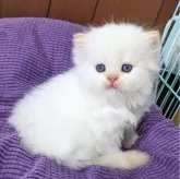 ミヌエット(長足)【埼玉県・男の子・2024年7月14日・レッドポイント】の写真3