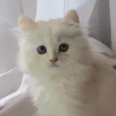 ミヌエット(長足)【埼玉県・男の子・2022年5月11日・クリームシルバータビー】の写真4「7月21日」