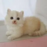 ミヌエット(短足)【埼玉県・男の子・2022年5月11日・クリームタビー&ホワイト】の写真4「6月26日」