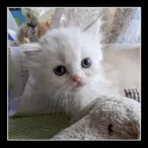 ミヌエット(長足)【埼玉県・男の子・2022年8月8日・クリーム&ホワイト】の写真5「2022年 9月21日」