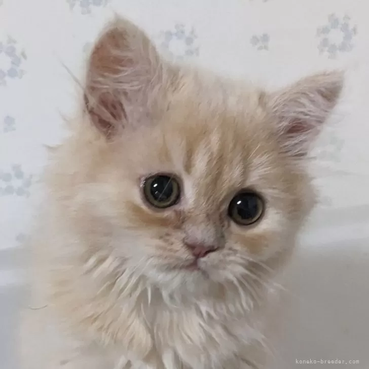 ID:2503-02514の子猫