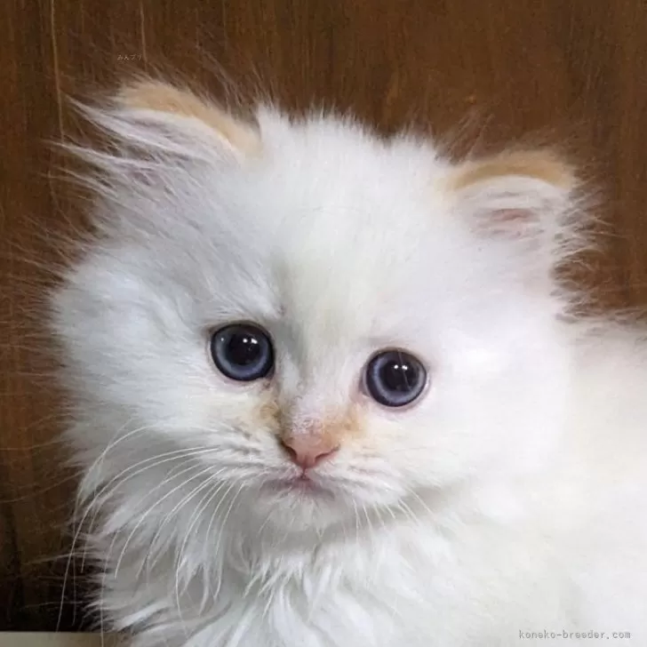 ID：2503-02515の子猫