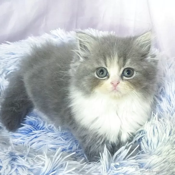 ID：2505-00700の子猫