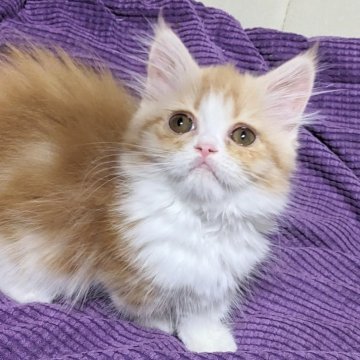 ミヌエット(短足)【埼玉県・男の子・2025年4月9日・レッドクラシックタビー&ホワイト】の写真「もちょもちょ いつまでもベビたんな短足ボーイ💖」