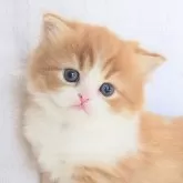 ミヌエット(長足)