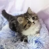 ミヌエット(長足)【埼玉県・男の子・2025年3月13日・ブラウンクラシックタビー&ホワイト】の写真5「ハンモックで寝ているボクちゃん💖」