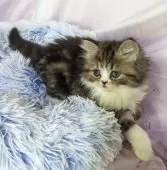 ミヌエット(長足)【埼玉県・男の子・2025年3月13日・ブラウンクラシックタビー&ホワイト】の写真3