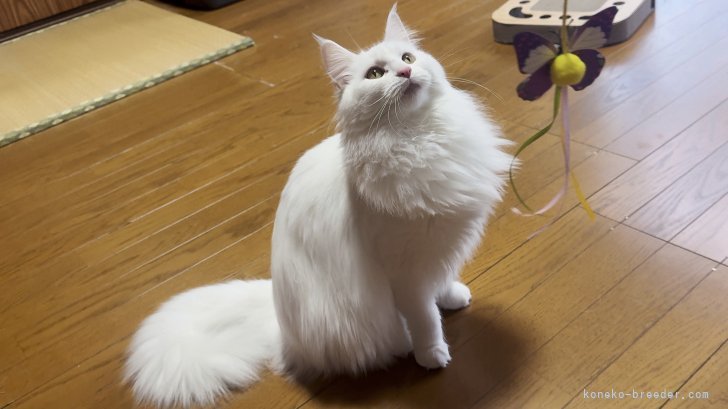 メインクーン【・女の子・2023年5月30日・ホワイト】