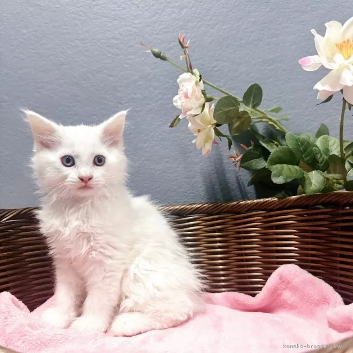 ID：2506-02464の子猫