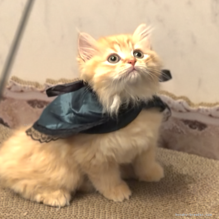 ブリーダー画像