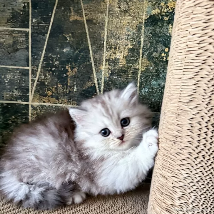 ID：2504-01315の子猫