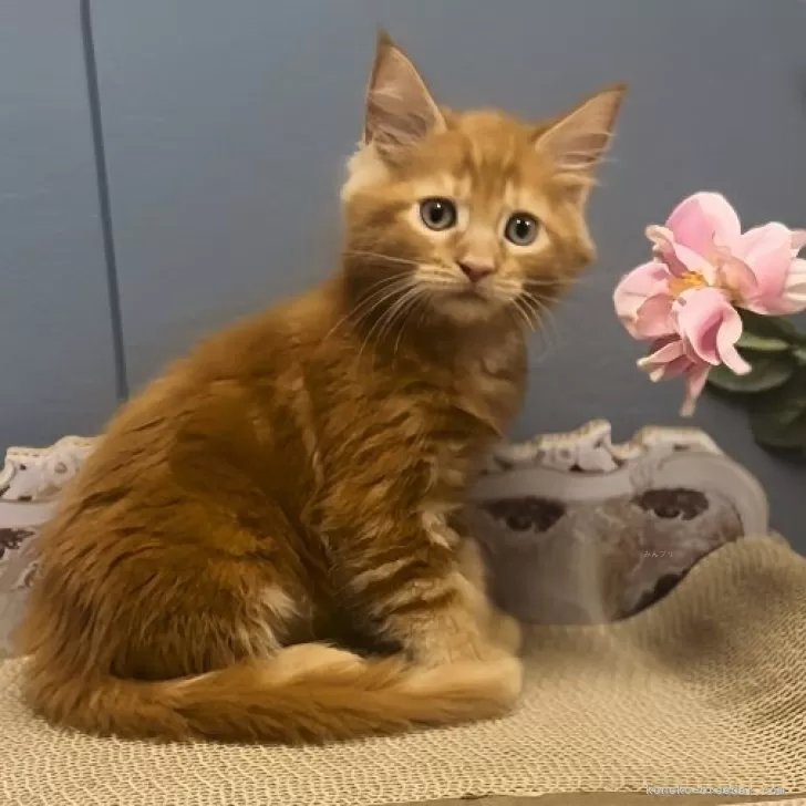 ID：2507-01202の子猫