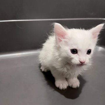 メインクーン【三重県・男の子・2025年11月1日・ホワイト】の写真「むちむちなアンヨにしっかりしたマズル！！」