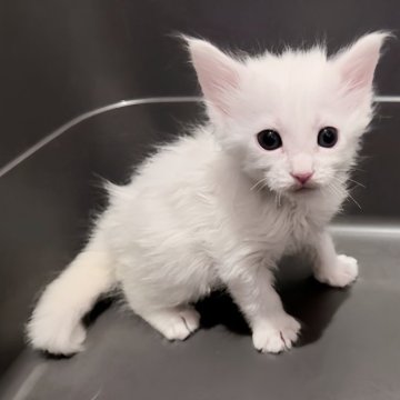 メインクーン【三重県・女の子・2025年11月1日・ホワイト】の写真「美人になること間違いなしな整いさん！！」