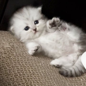 ミヌエット(短足)【三重県・男の子・2025年6月30日・シルバータビー】の写真「とにかく可愛い♡♡」