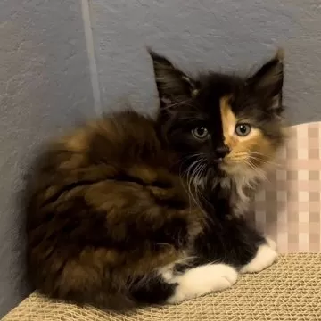 【M】メインクーン　キャンバスF3号　猫　BAEZ3 モフモフのメインクーン子猫あざみちゃん | メインクーン