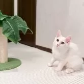 メインクーン