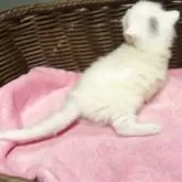 メインクーン【三重県・女の子・2025年11月1日・ホワイト&ブルー】の写真4「頭にだけぶち柄！珍しい柄のメインクーンをお探しの方に！！」